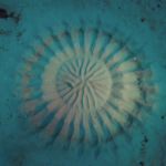 Playful VOCAL IMPROVISATION & Circlesong LAB